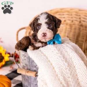 Hawk, Bernedoodle Puppy